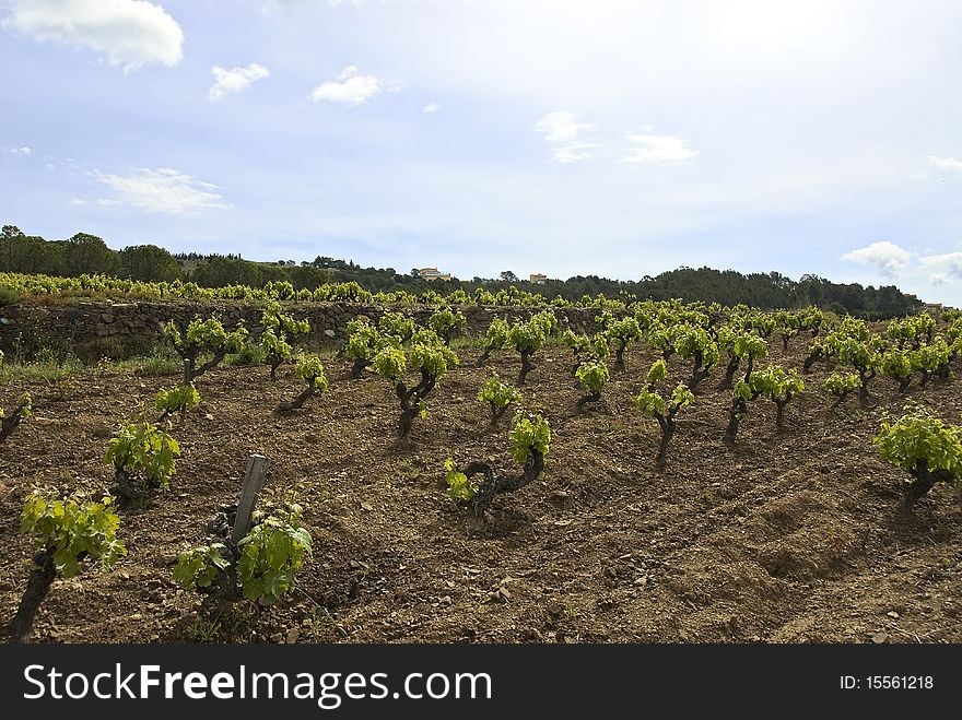 Vine in rows, grass on the ground.