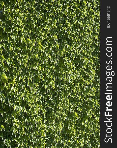 Vertical shot of wall overgrown by green creeper. Vertical shot of wall overgrown by green creeper