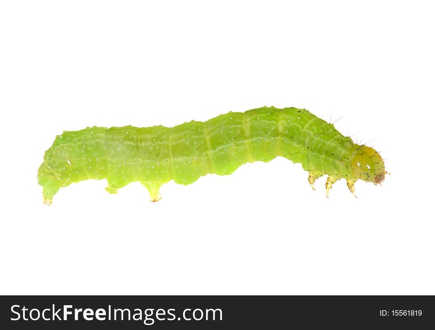 Green caterpillar isolated on white background. Green caterpillar isolated on white background