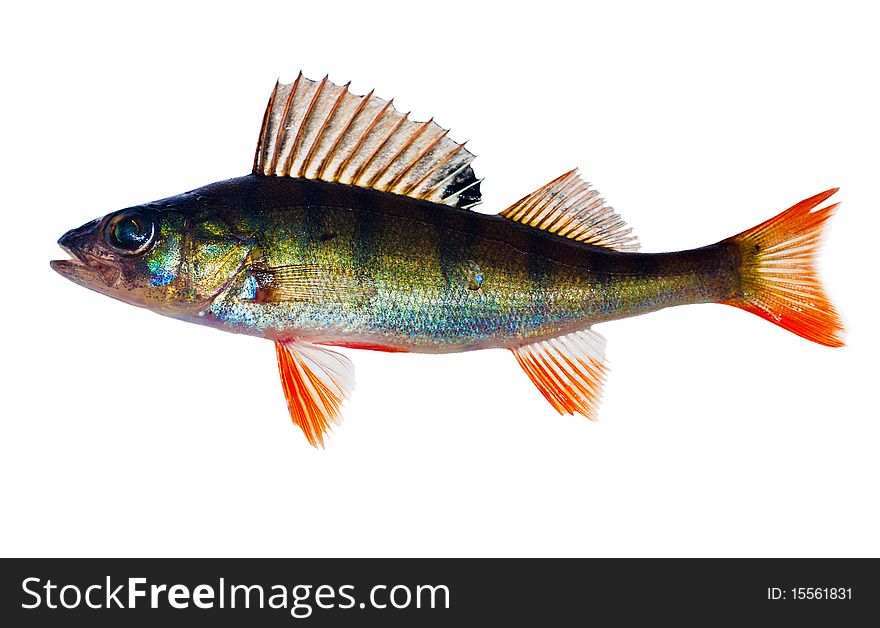 Small perch with red fins