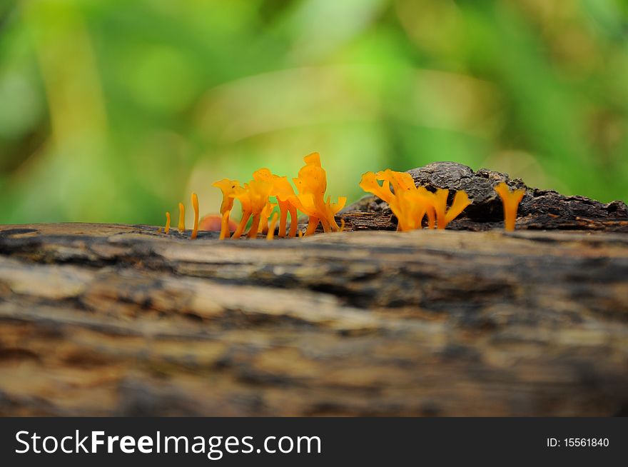 The gorup of small mushrooms. The gorup of small mushrooms