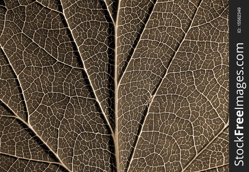 Brown sheet of the birch