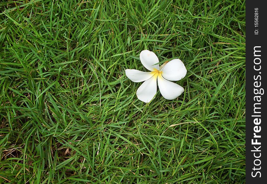White Plumeria on grass background