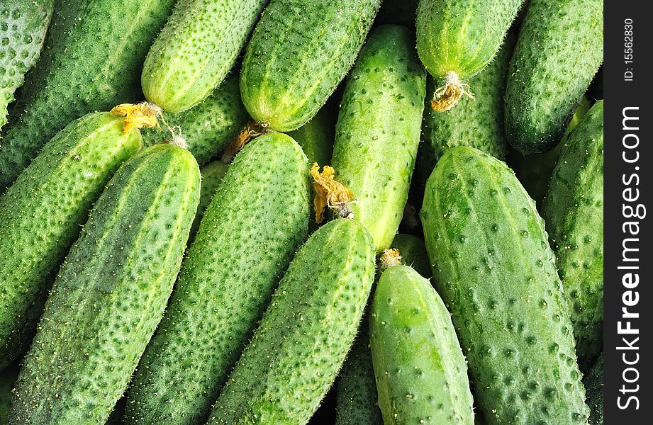 The ripe cucumbers harvest / background