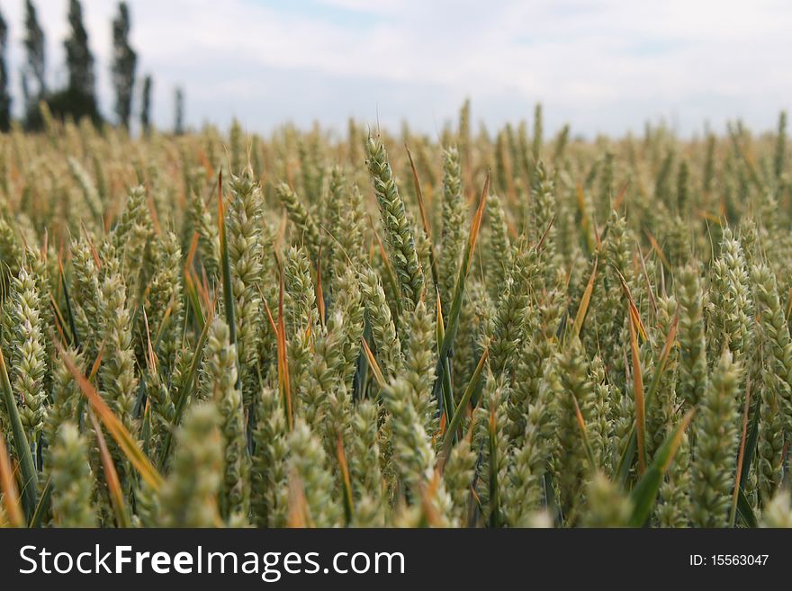 A grren and golden wheat field. A grren and golden wheat field