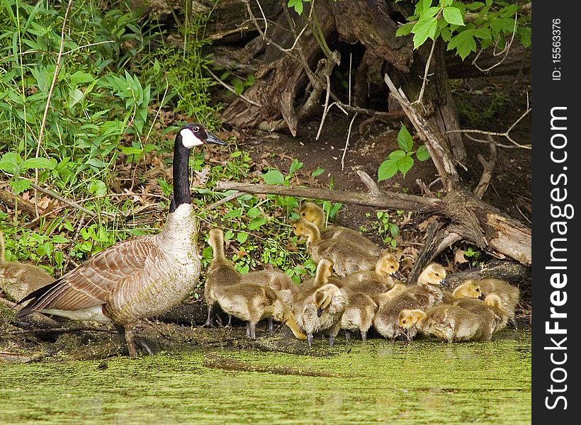 Canada Goose Herd