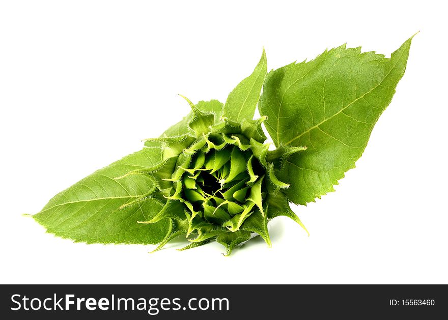 Green sunflower isolated on white background