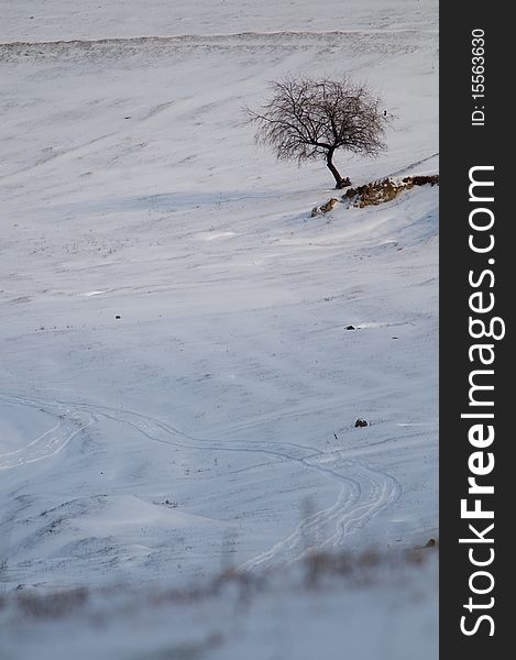 Single tree in winter landscape