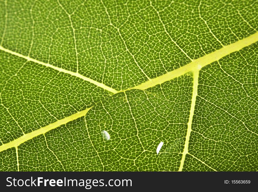 Detail Of A Banana Leaf