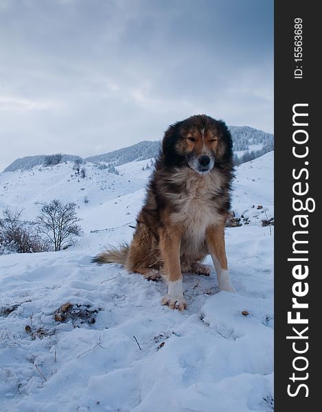 Sheepdog, Shepherd Dog in Winter, in Mountains Landscape