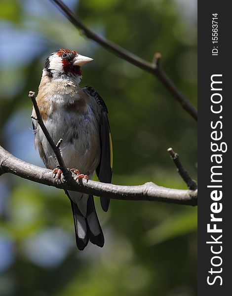 The European Goldfinch or Goldfinch (Carduelis carduelis) is a small passerine bird in the finch family.