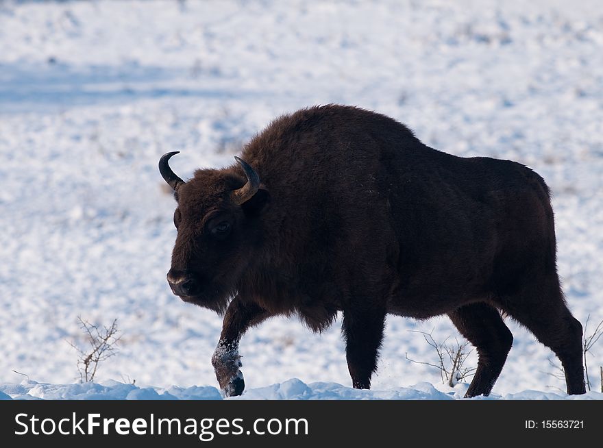 Male Of European Bison (Bison Bonasus) In Winter