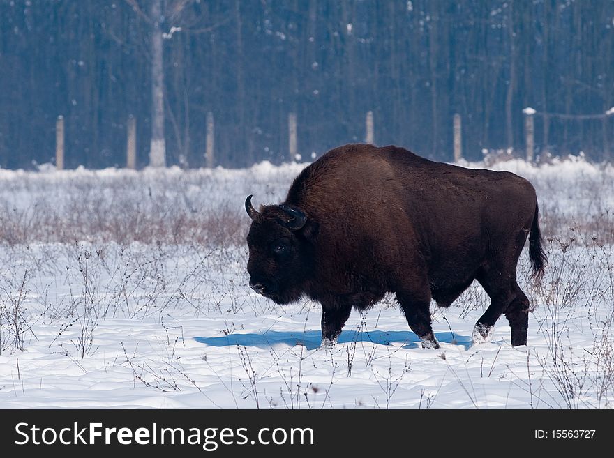 European Bison (Bison bonasius) in WinterLandscape