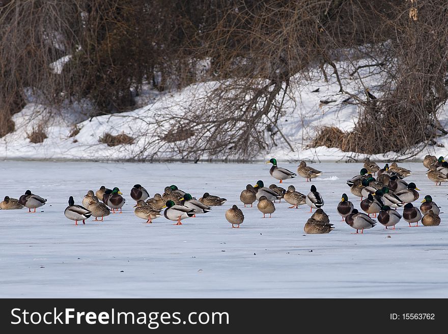 Mallard Duck Flock on ice in winter