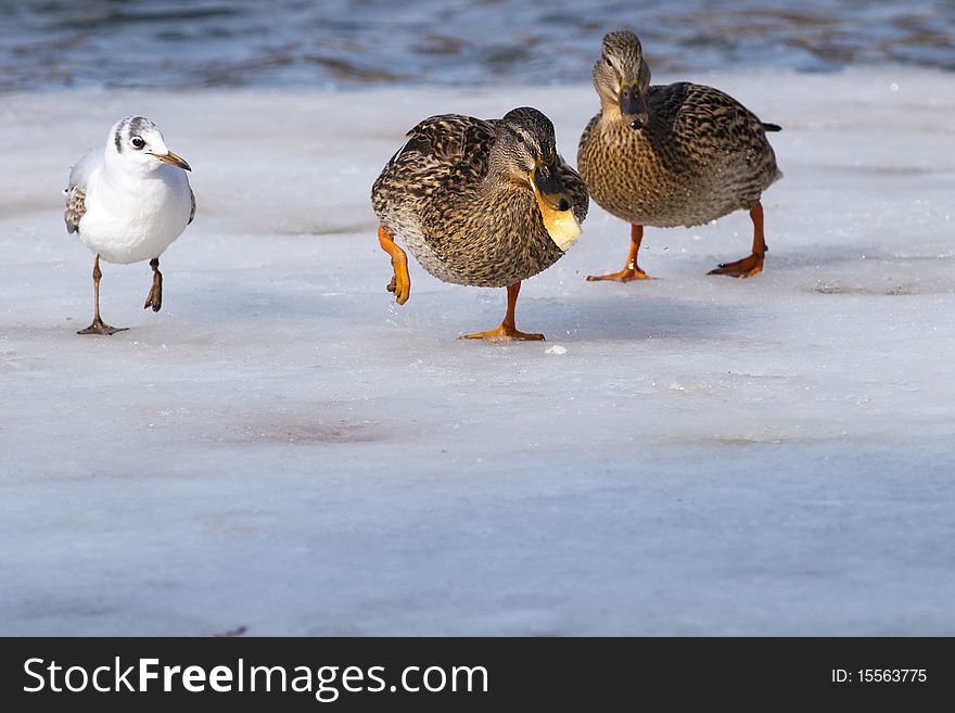 Mallard Duck with a piece of bread on ice