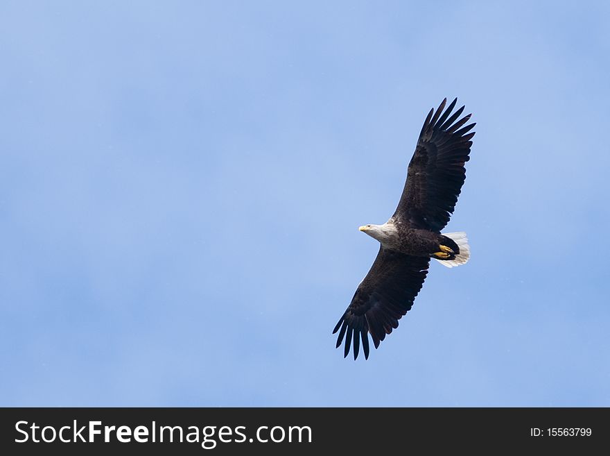 White Tailed Eagle in flight