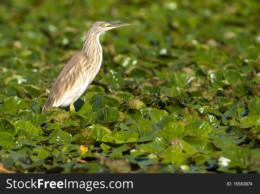 Squacco Heron On Vegetation