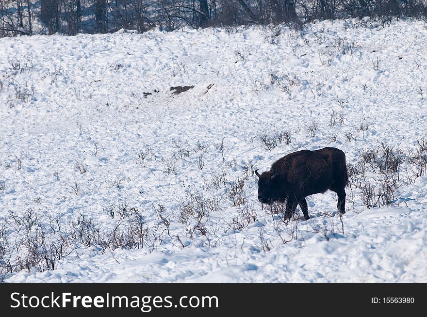 European Bison (Bison bonasus) walking on Snow in Winter