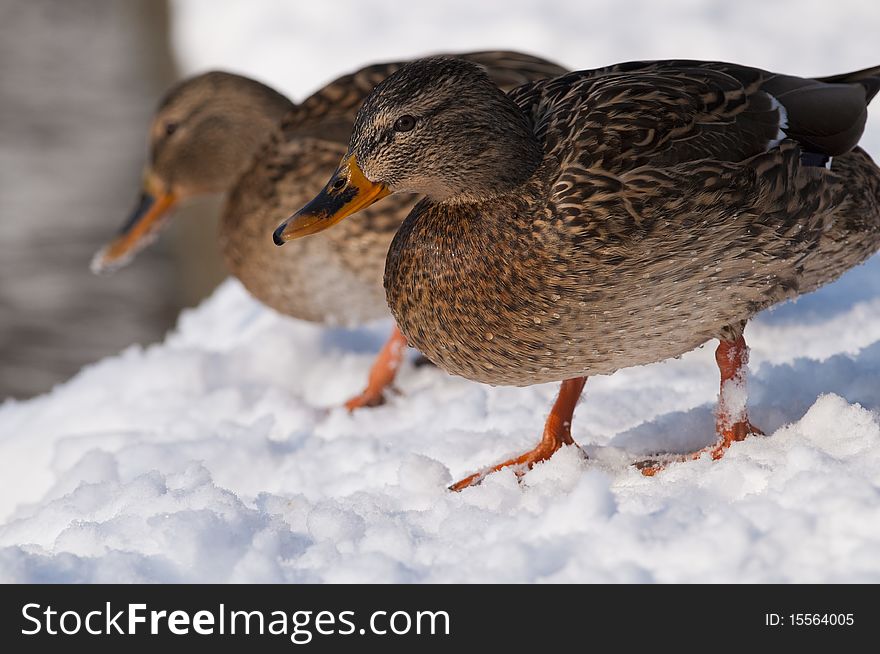 Two Mallard Duck (female) on Snow in winter