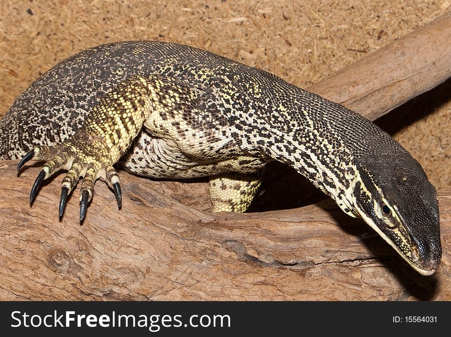 Sand Goana Varan in Terrarium