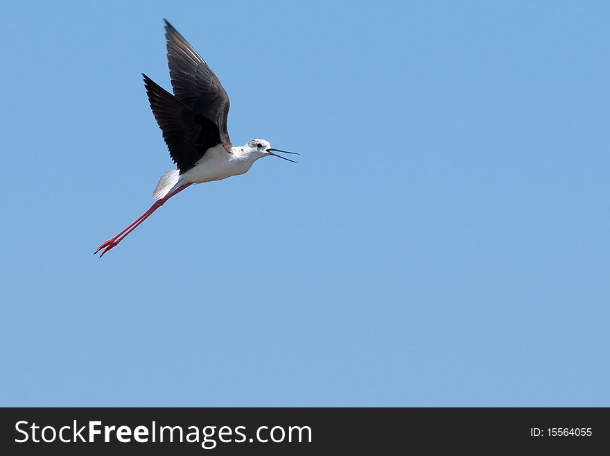 Black Winged Stilt (Himantopus himantopus) in Flight. Black Winged Stilt (Himantopus himantopus) in Flight