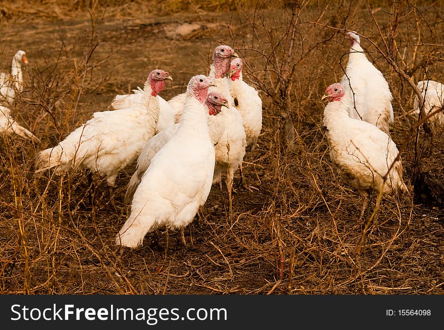 White Turkey Flock in a yard