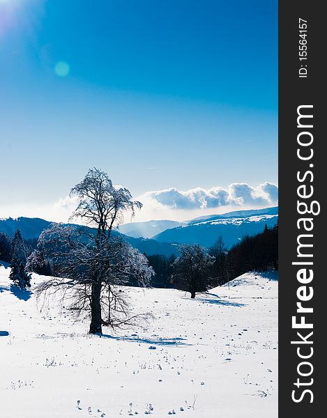 Trees Covered With Snow in Winter, in Mountains Landscape