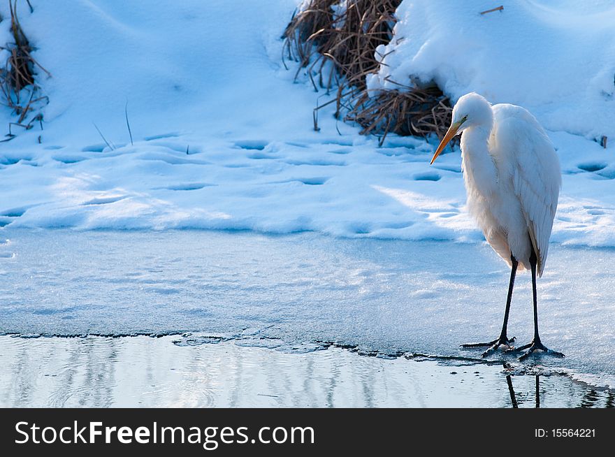 Great White Egret (Ardea alba) Standing on Ice. Great White Egret (Ardea alba) Standing on Ice