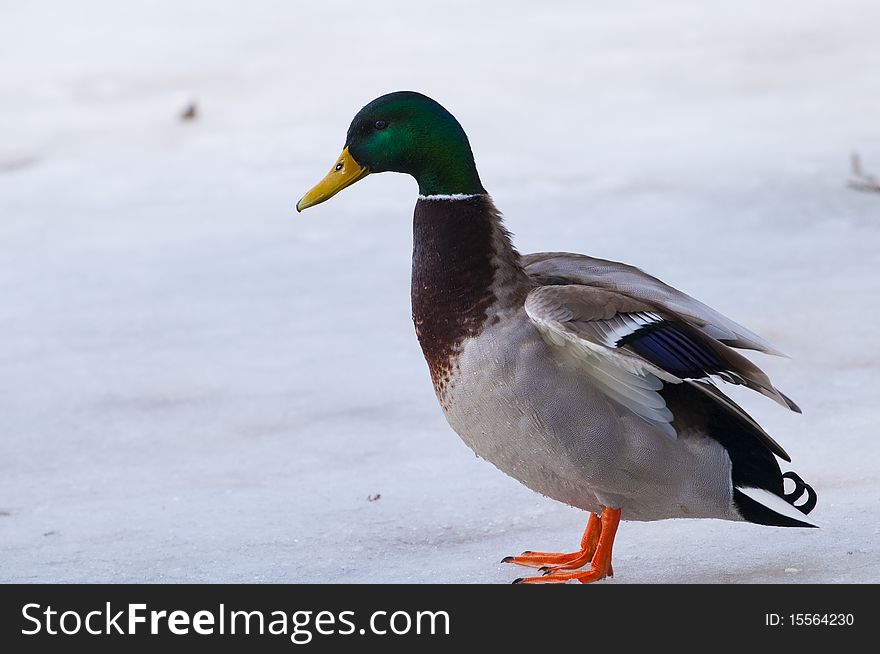 Mallard Duck (male) on ice in winter