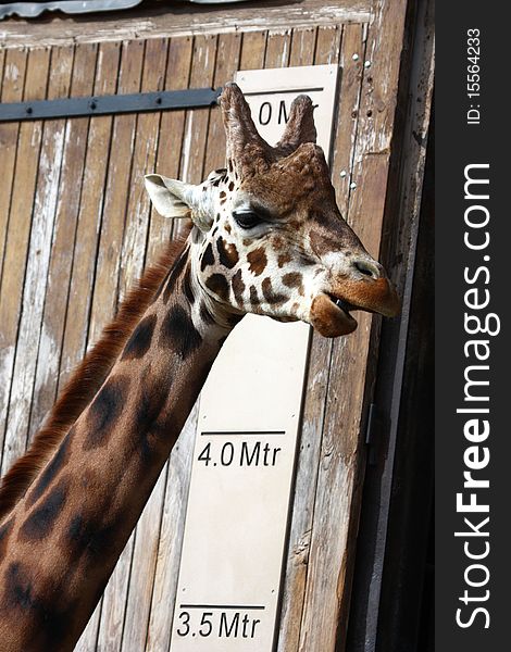Giraffe Measuring to see how high he his