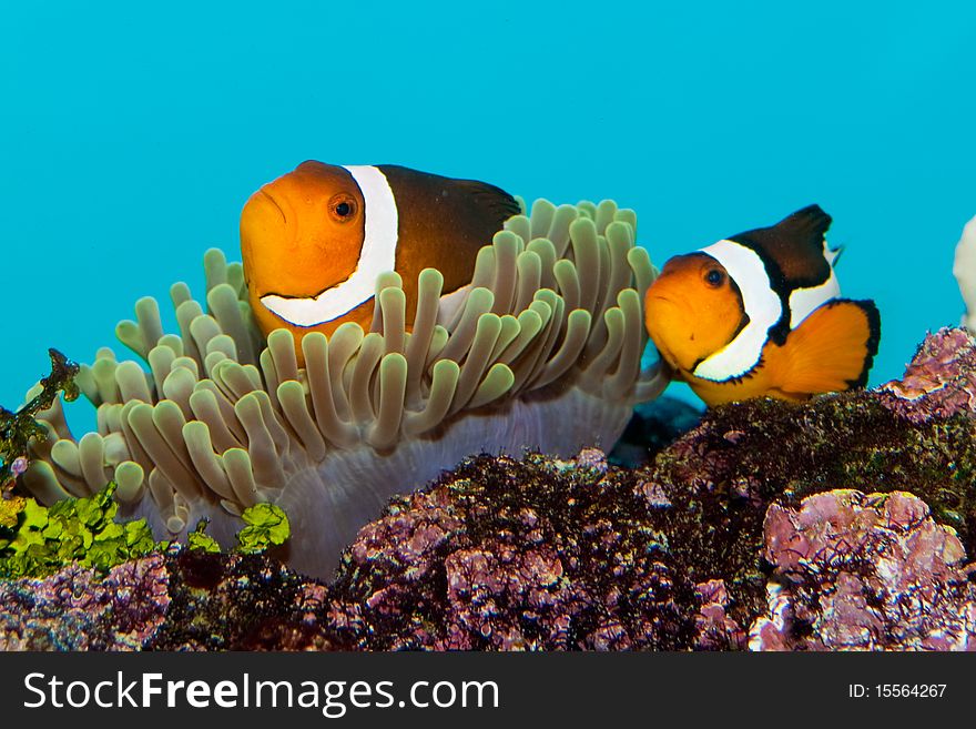 Clownfish pair in anemone in aquarium