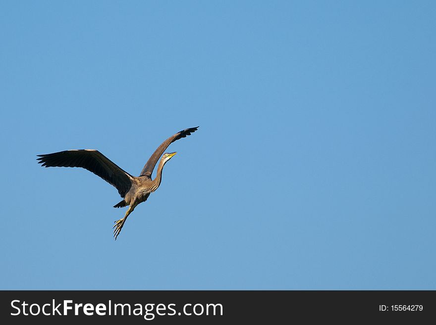 Purple Heron in flight on blue sky