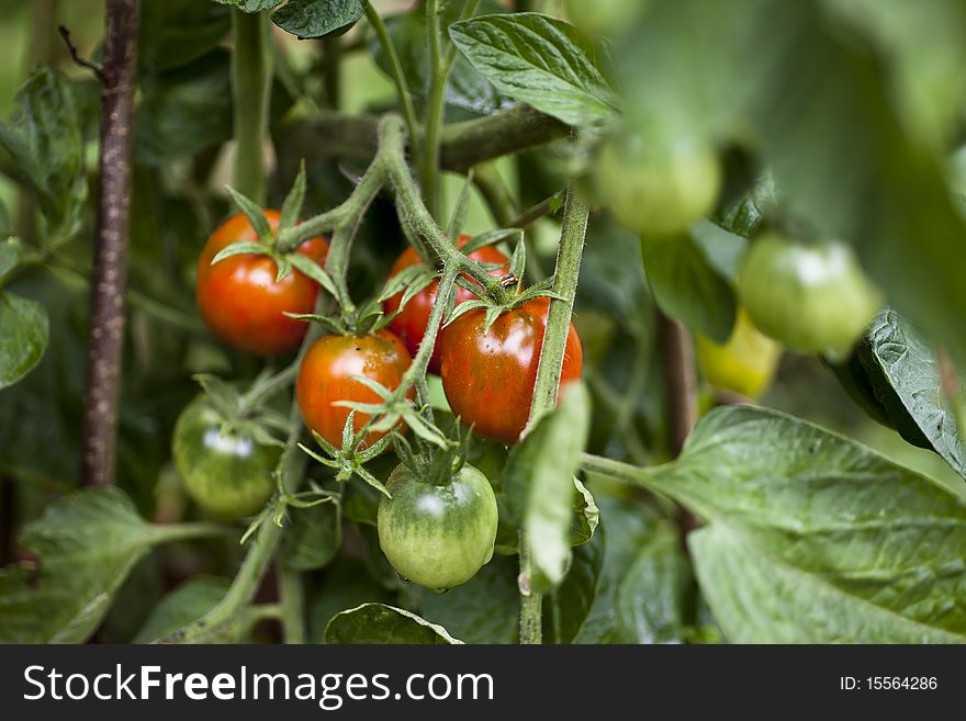 Bunch of red and green tomatoes growing in garden