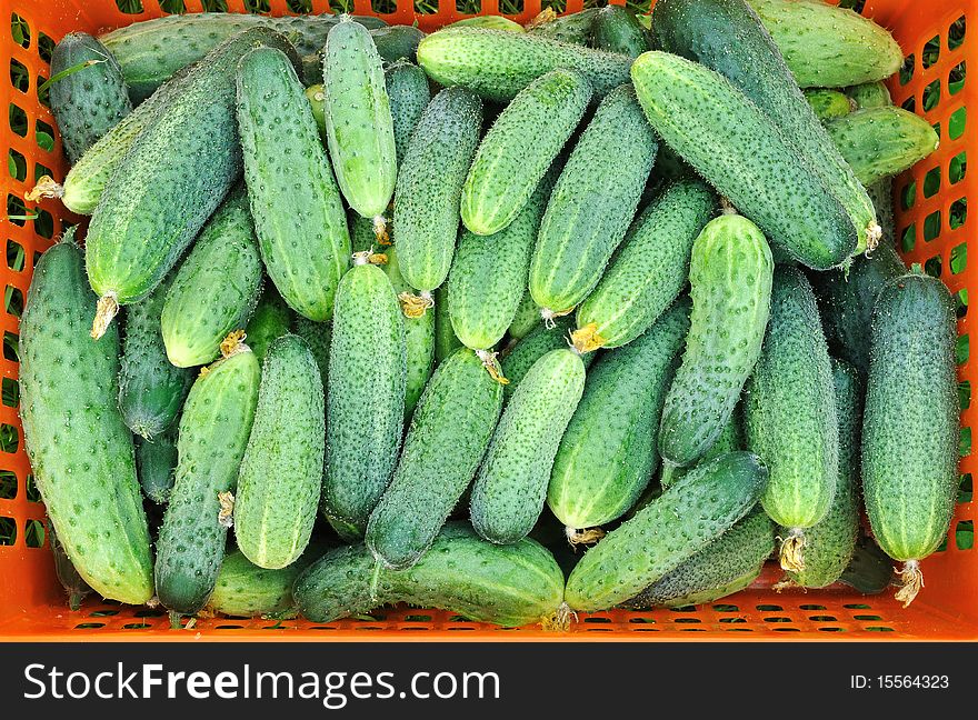 The ripe cucumbers in orange basket