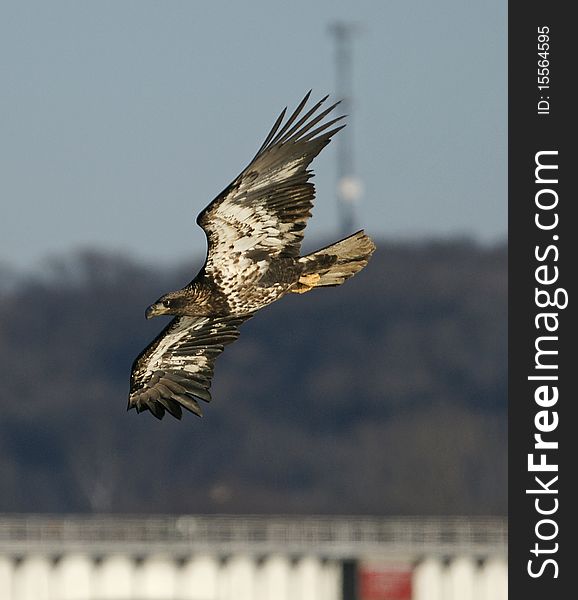 Bald Eagle at Mississippi River Lock and Damn 14. Working the waters looking for a meal with a fish in his sights. Bald Eagle at Mississippi River Lock and Damn 14. Working the waters looking for a meal with a fish in his sights.