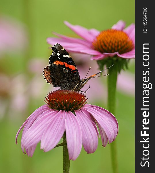 Butterfly And A Coneflower Snack 2