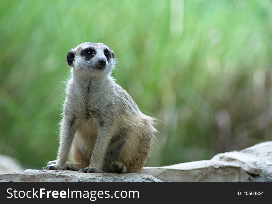 Meerkat or suricate sitting on stone