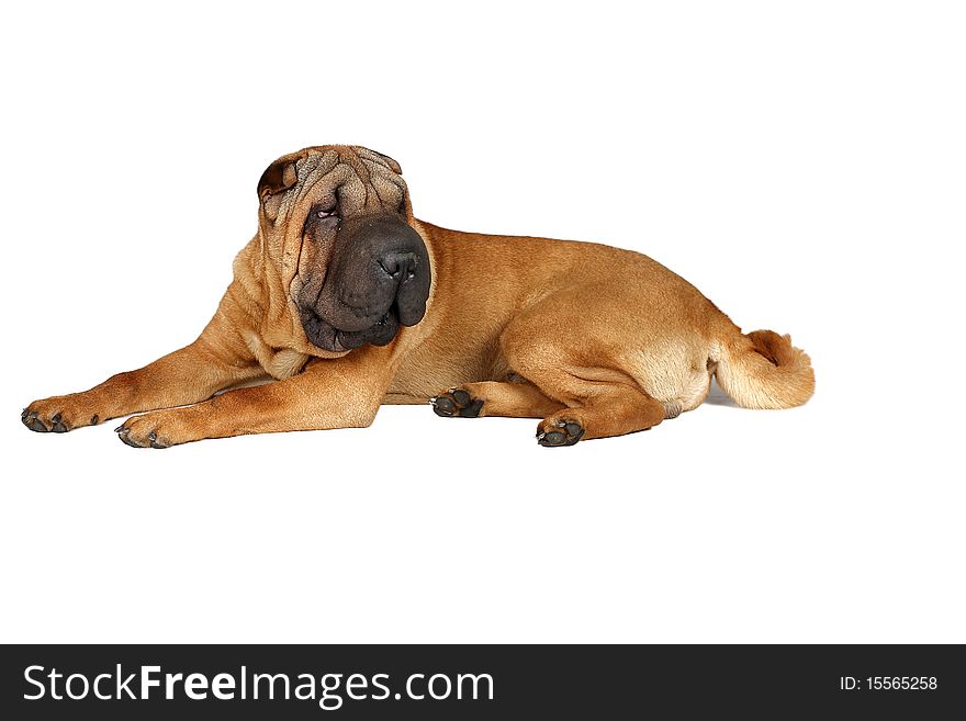 Another Sitting Sharpei