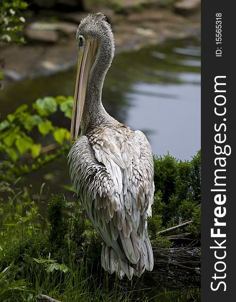 Image of a pelican in a zoo