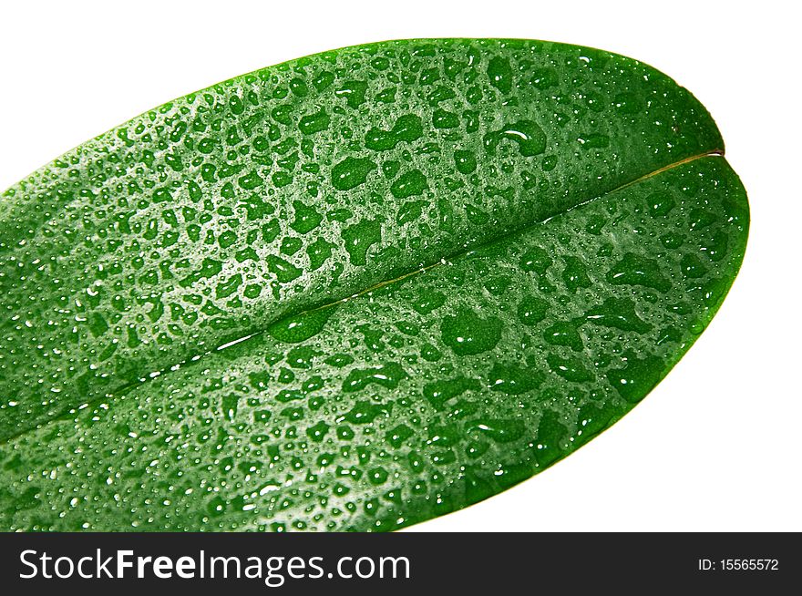 A lot of drops on a big leaf on a white background. A lot of drops on a big leaf on a white background