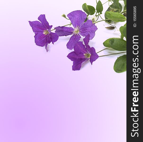 Violet Flowers