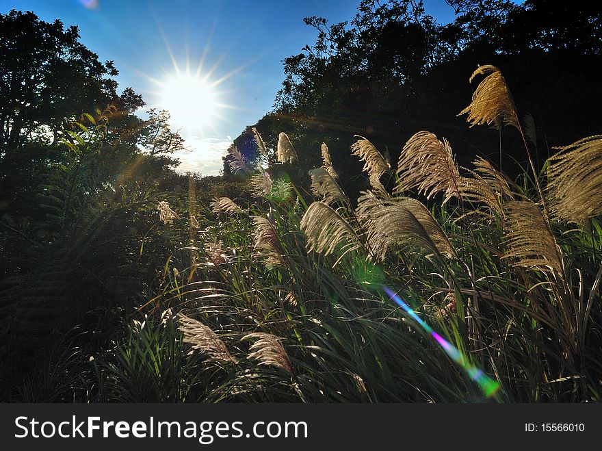 Reed in the mountain with the light jumping around and toward the sky