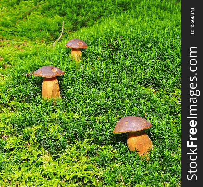 Chestnuts in the coniferous forest with green moss.