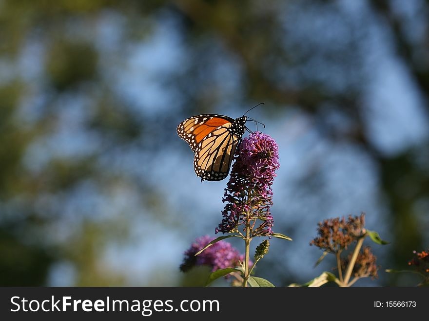 Monarch Butterfly Danaus plexippus on butterfly bush flower