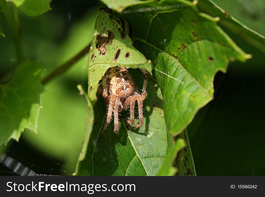 Orb Weaver Spider Neoscona arabesca hiding in leaf