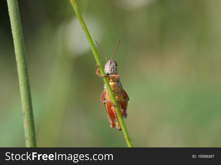 Red-legged Grasshopper crawling up stalk in sun