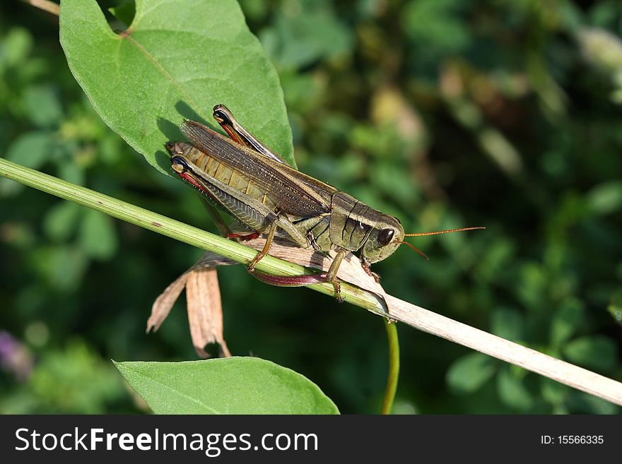 Red-legged Grasshopper profile in sun on stalk