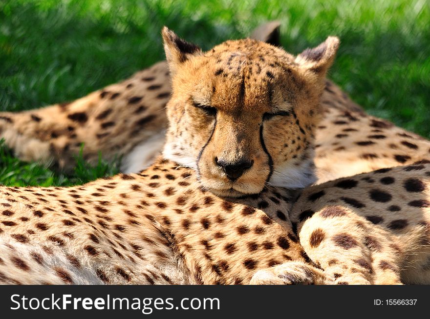 Cheetahs have a rest on a green grass. Cheetahs have a rest on a green grass.