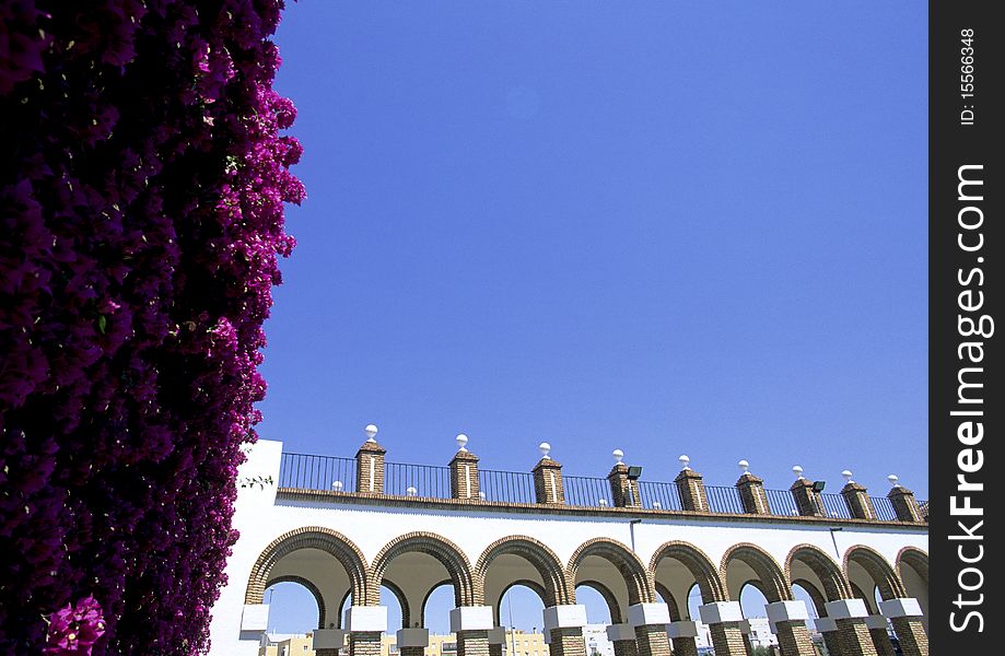 Purple flowers climbing the wall at the Osbrone Bodega in Spain. Purple flowers climbing the wall at the Osbrone Bodega in Spain.