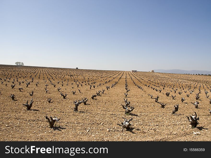 Vine in endless row until the horizon. Vine in endless row until the horizon.